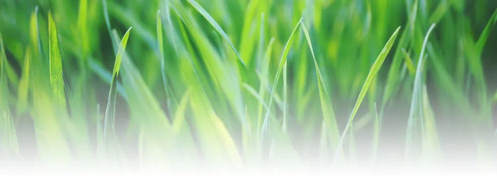 5 Essentiële Tips voor Hoveniers in 2024